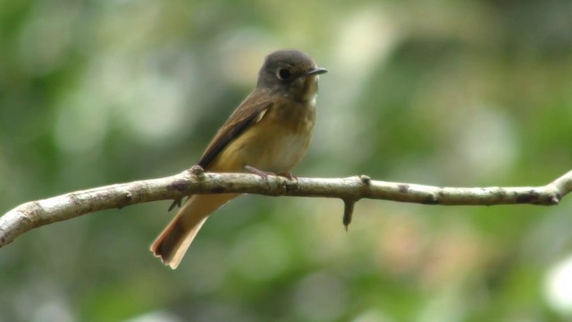 Gobemouche ferrugineux - ML201154521