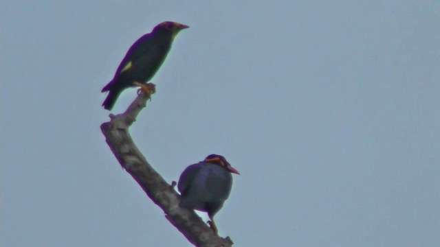 Golden-crested Myna - ML201154551