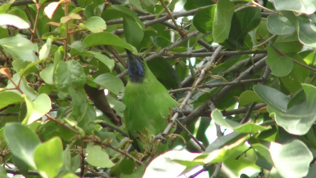 Golden-fronted Leafbird - ML201154561