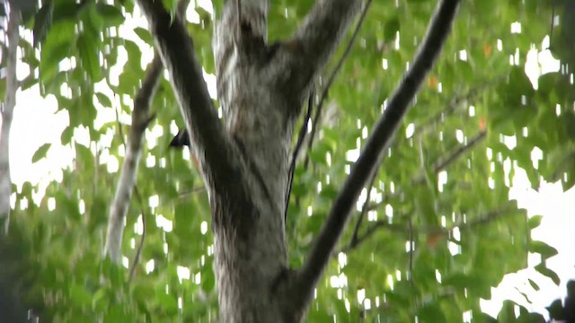 Greater Flameback - ML201154581