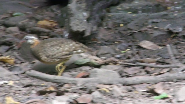 Scaly-breasted Partridge (Green-legged) - ML201154611