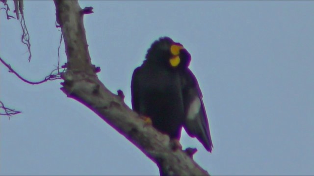 Common Hill Myna (Common) - ML201154671
