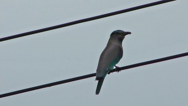 Çinhindi Gökkuzgunu - ML201154681