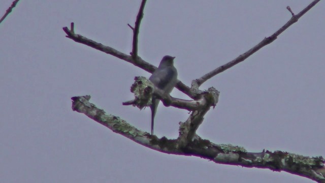 Black-winged Cuckooshrike - ML201154711