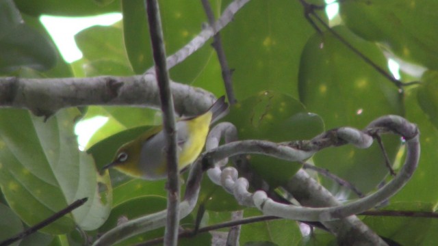 Hume's White-eye - ML201154761