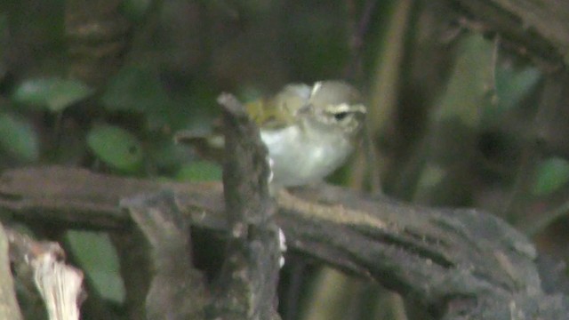 Pale-legged Leaf Warbler - ML201154791