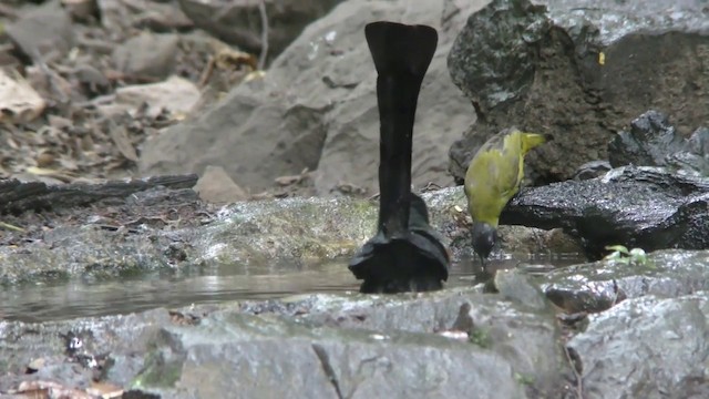 Racket-tailed Treepie - ML201154821