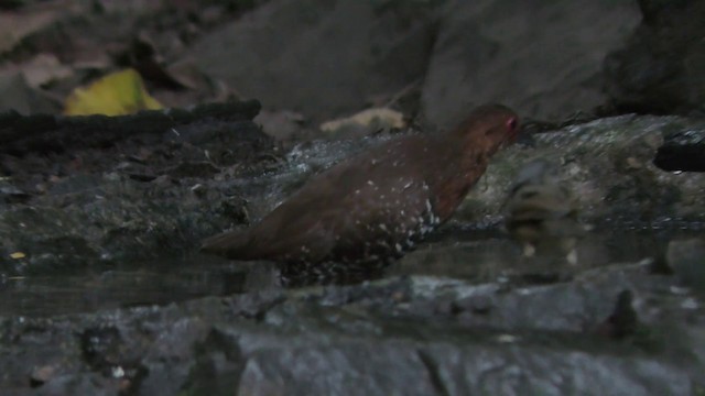 Red-legged Crake - ML201154861