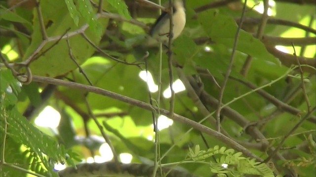 Scarlet-backed Flowerpecker - ML201154881