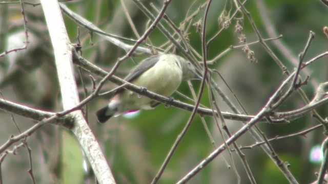 Scarlet-backed Flowerpecker - ML201154891