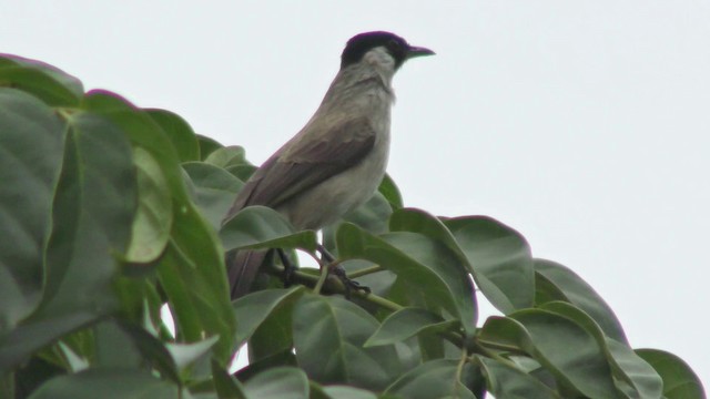 Bulbul cul-d'or - ML201154911