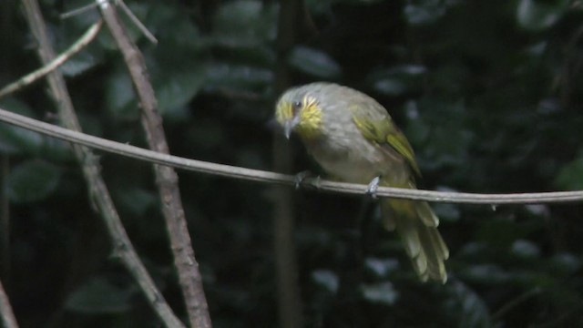 Stripe-throated Bulbul - ML201154971