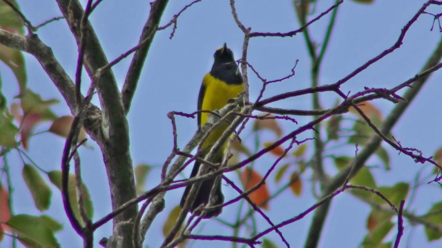 Mésange sultane - ML201154981