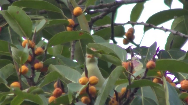 厚嘴綠鳩 - ML201155001