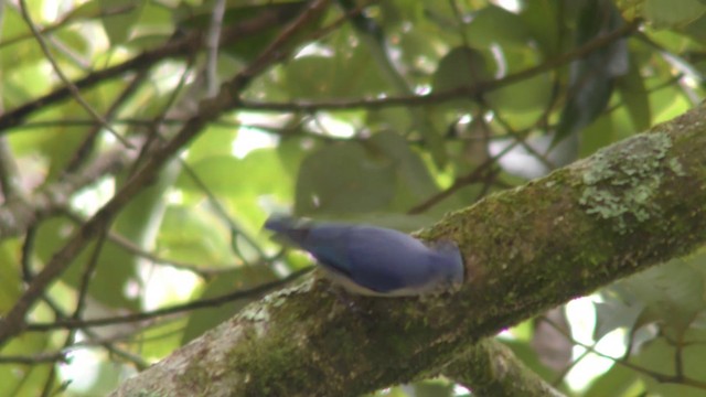 Velvet-fronted Nuthatch - ML201155031