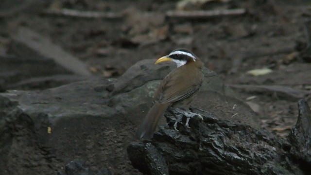 White-browed Scimitar-Babbler - ML201155051