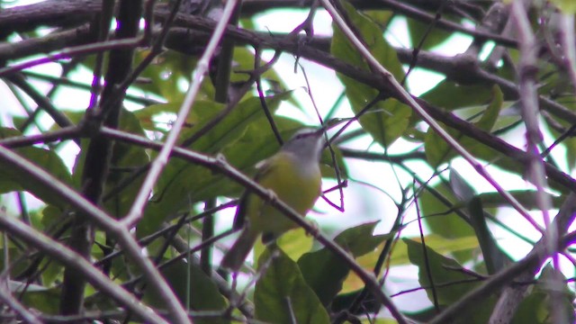 Yellow-bellied Warbler - ML201155061