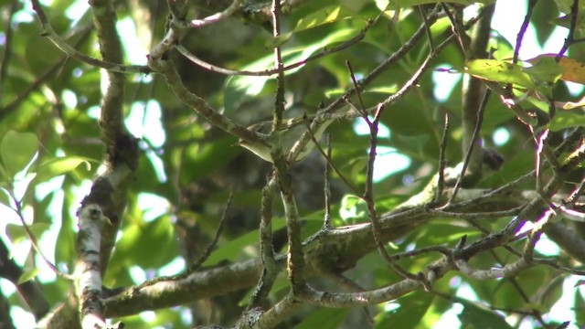 Yellow-browed Warbler - ML201155071