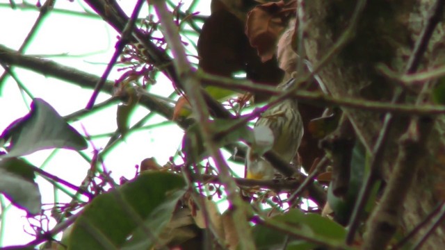 Yellow-vented Flowerpecker - ML201155081