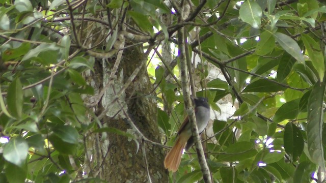 Индокитайская райская мухоловка [группа affinis] - ML201155111