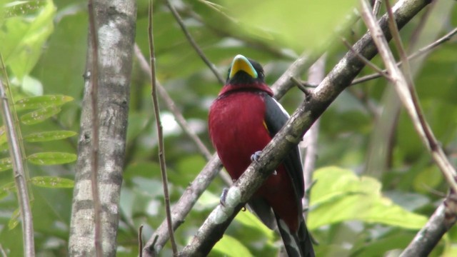 Black-and-red Broadbill (Black-and-red) - ML201155121
