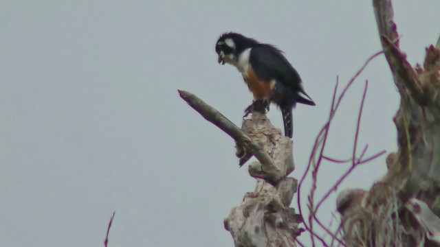 Black-thighed Falconet - ML201155151