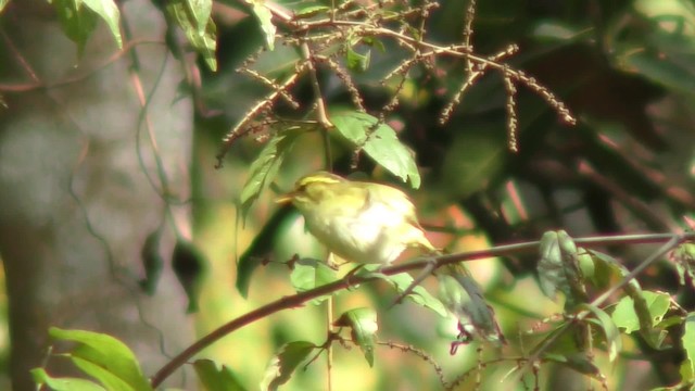 Yellow-browed Warbler - ML201155251