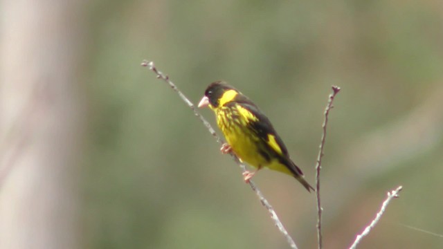 Vietnamese Greenfinch - ML201155291