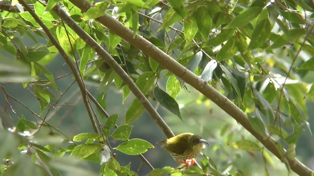 Streaked Spiderhunter - ML201155401