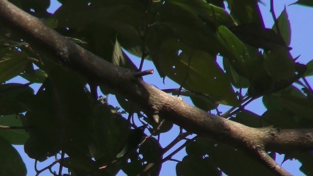 Mugimaki Flycatcher - ML201155441