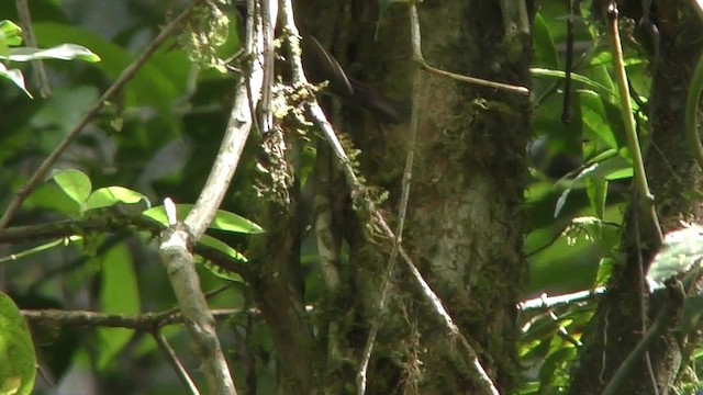 Black-crowned Fulvetta - ML201155501