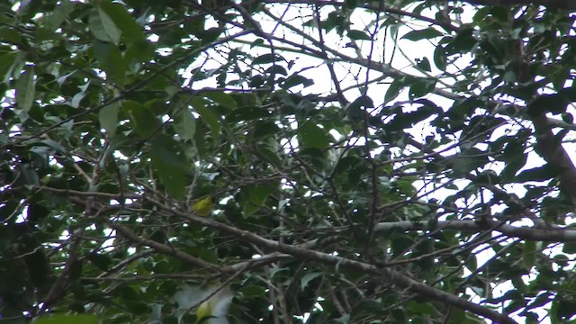 Chestnut-crowned Warbler - ML201155531
