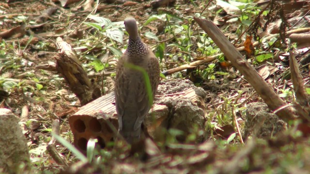 Горлиця китайська (підвид chinensis/tigrina) - ML201155541