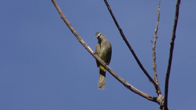 Flavescent Bulbul - ML201155561