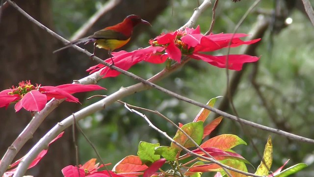 Mrs. Gould's Sunbird (Purple-rumped) - ML201155571