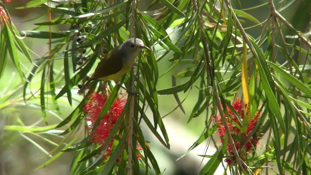 Mrs. Gould's Sunbird - ML201155581