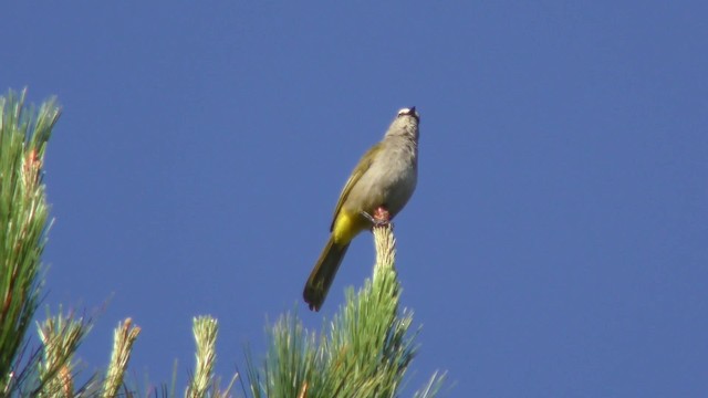 Flavescent Bulbul - ML201155681