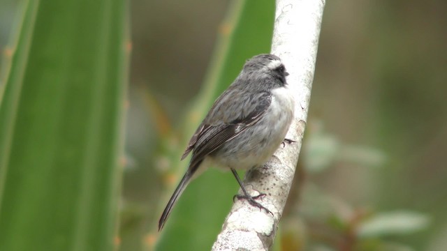 Gray Bushchat - ML201155711