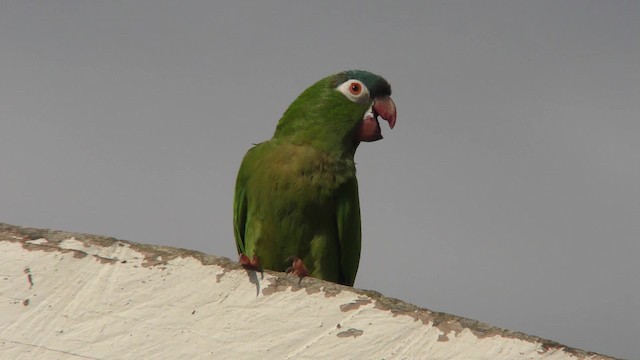 Blue-crowned Parakeet - ML201155751