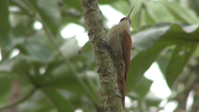 Narrow-billed Woodcreeper - ML201155781