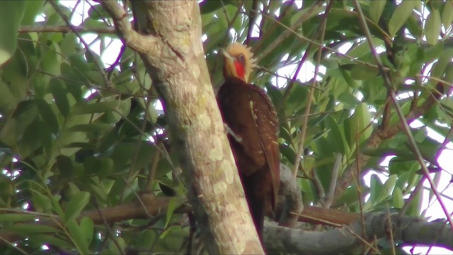 Pale-crested Woodpecker - ML201155791