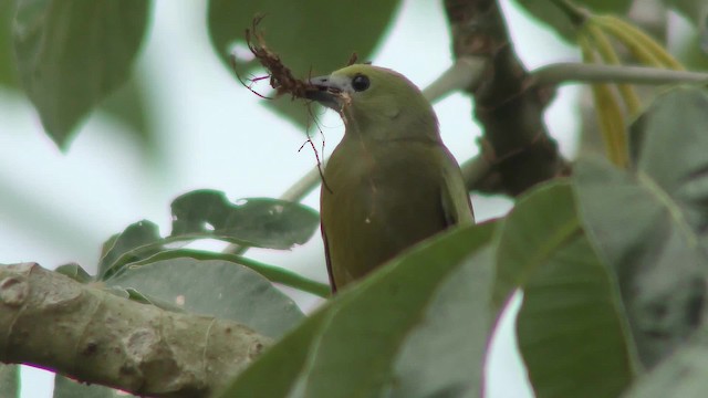 Palm Tanager - ML201155801