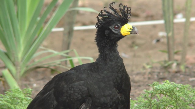 Bare-faced Curassow (Bare-faced) - ML201155811