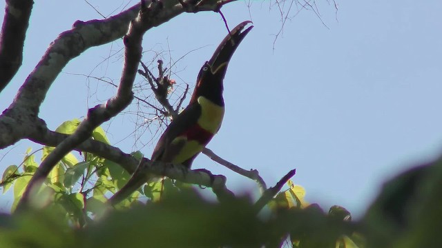 Chestnut-eared Aracari - ML201155861