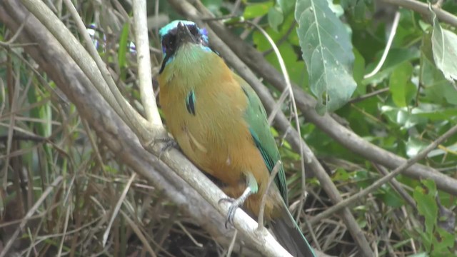 blåpannemotmot - ML201155871
