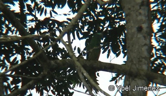 Blue-bearded Bee-eater - ML201155911