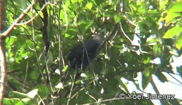 Green-billed Malkoha - ML201155931