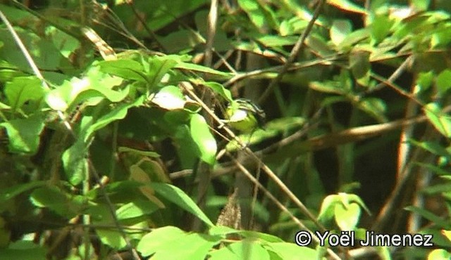 Common Iora - ML201155991