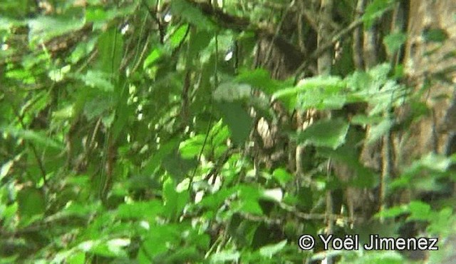 Ochraceous Bulbul - ML201156071