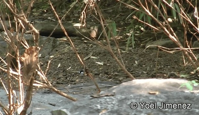 Black-backed Forktail - ML201156131